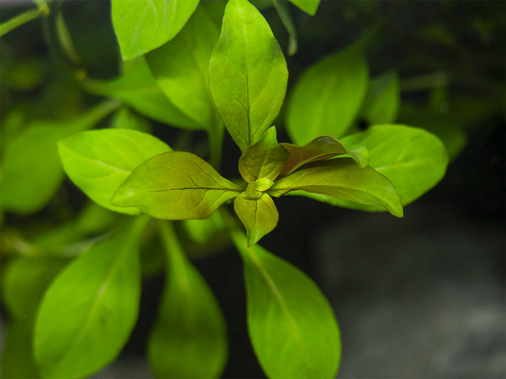 Creeping Primrose-Willow (Ludwigia repens), bunch