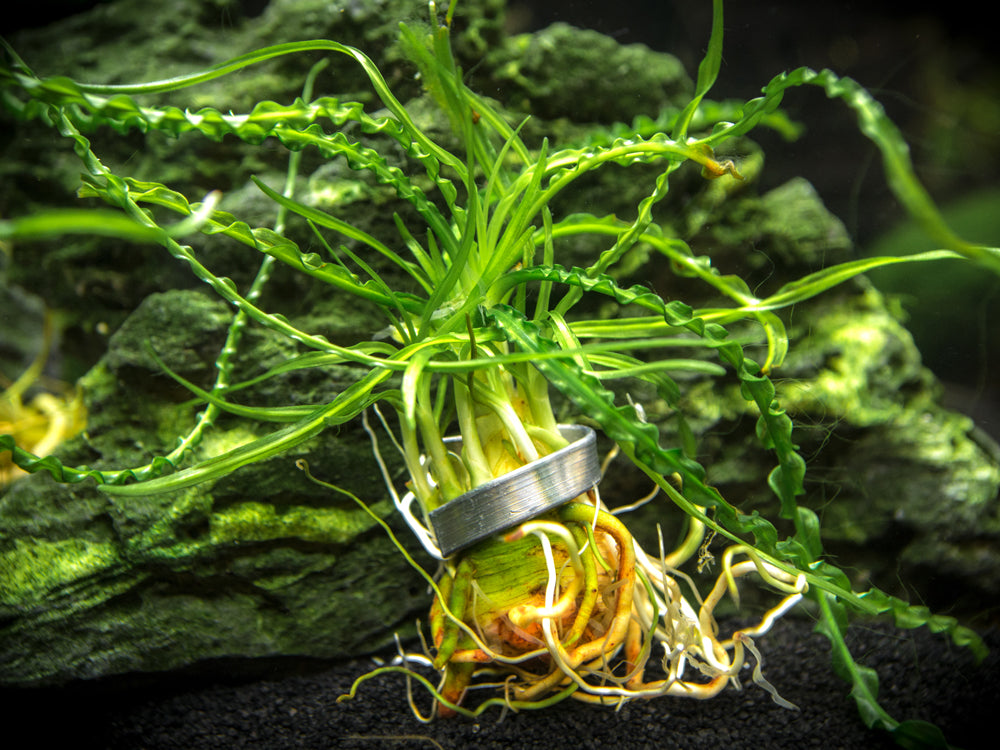 onion succulent African Onion Plant (Crinum calamistratum)