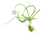 African Onion Plant (Crinum calamistratum), Plant with Bulb