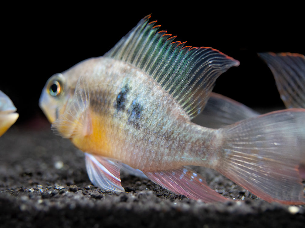 Bolivian Ram Dwarf Cichlid (Mikrogeophagus altispinosus), Tank-Bred