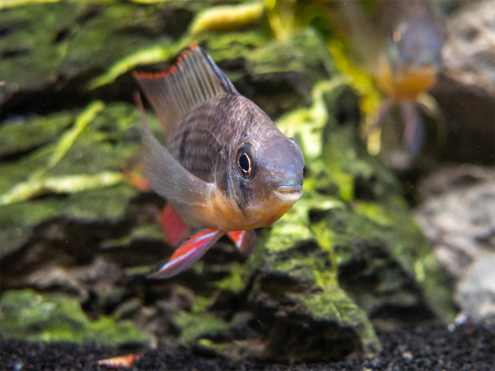 Bolivian Ram Dwarf Cichlid (Mikrogeophagus altispinosus), Tank-Bred