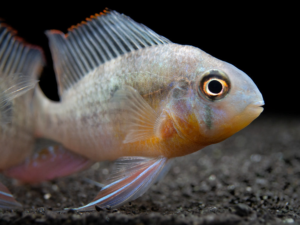 Bolivian Ram Dwarf Cichlid (Mikrogeophagus altispinosus), Tank-Bred