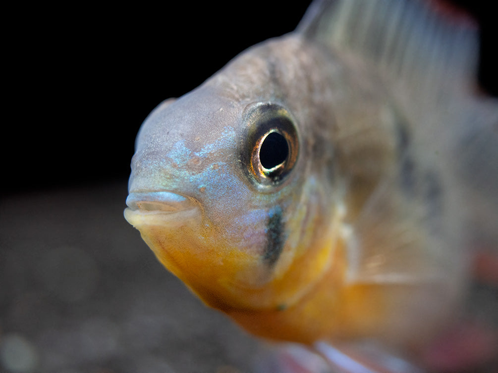 Bolivian Ram Dwarf Cichlid (Mikrogeophagus altispinosus), Tank-Bred