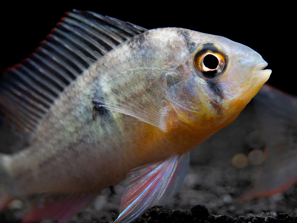 Bolivian Ram Dwarf Cichlid (Mikrogeophagus altispinosus), Tank-Bred