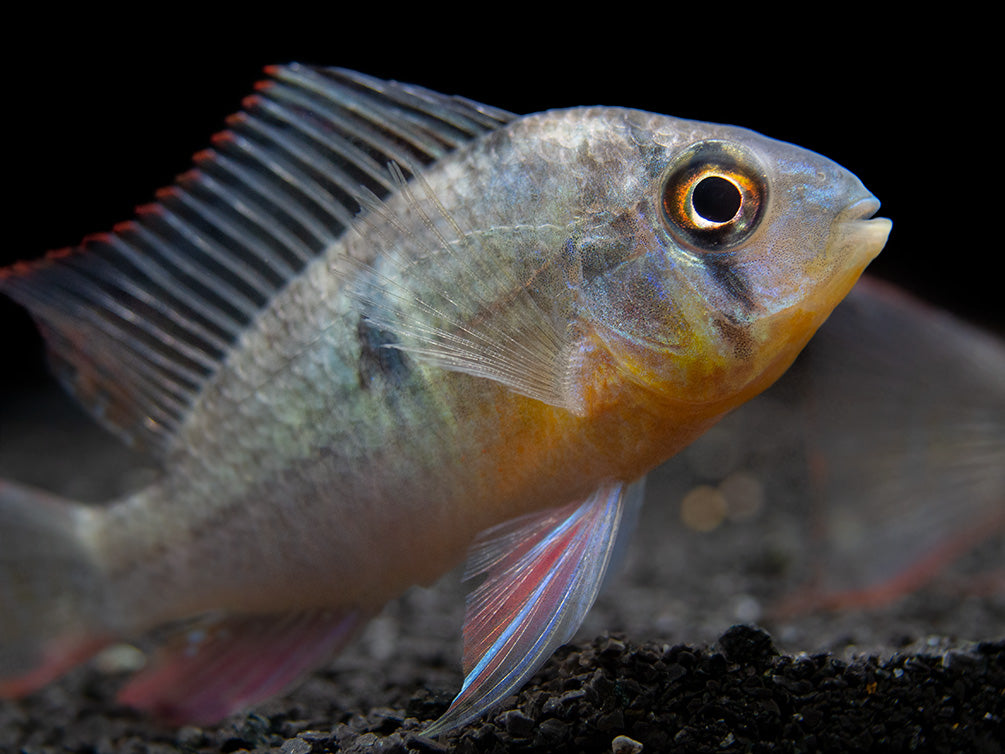 Bolivian Ram Dwarf Cichlid (Mikrogeophagus altispinosus), Tank-Bred