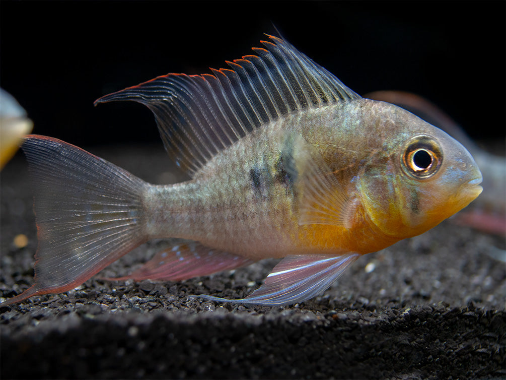 Bolivian Ram Dwarf Cichlid (Mikrogeophagus altispinosus), Tank-Bred