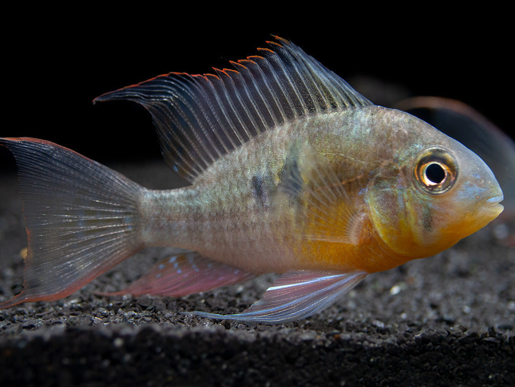 Bolivian Ram Dwarf Cichlid (Mikrogeophagus altispinosus), Tank-Bred