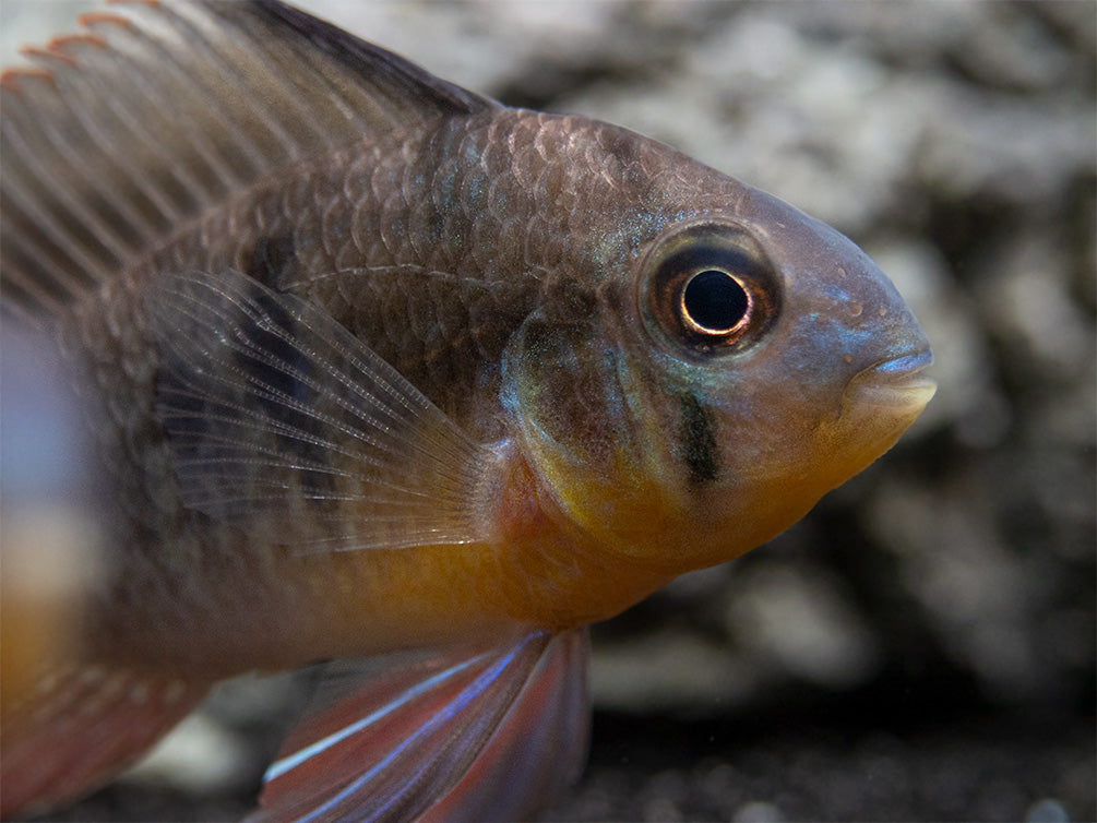 Bolivian Ram Dwarf Cichlid (Mikrogeophagus altispinosus), Tank-Bred