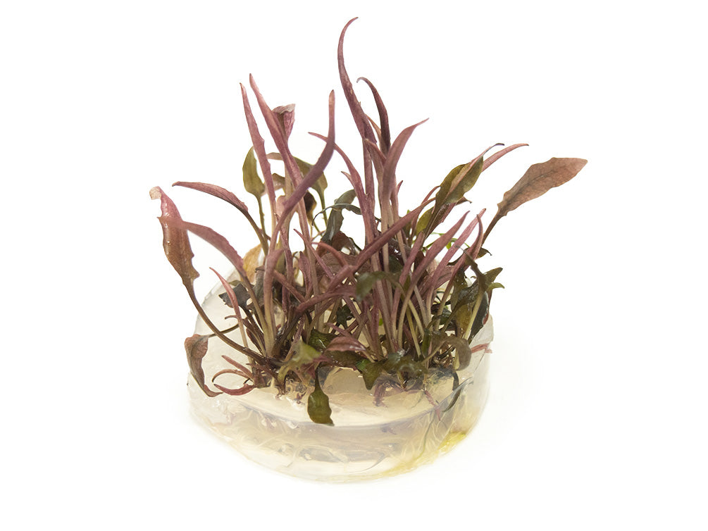 Cryptocoryne sp. "Flamingo" Tissue Culture - Thumbnail 2