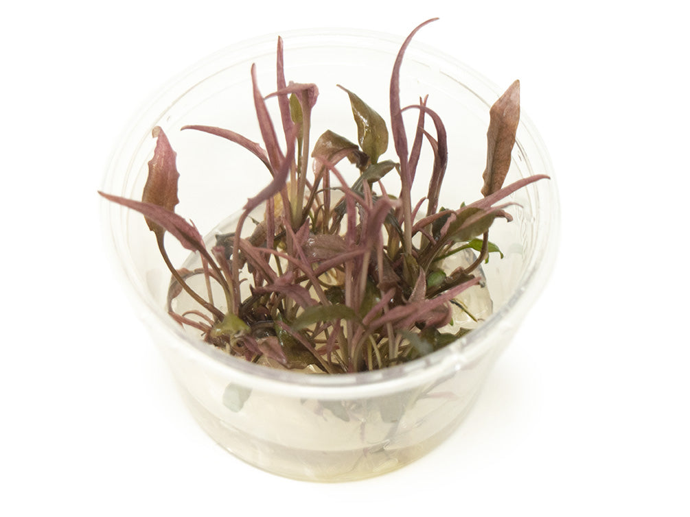 Cryptocoryne sp. "Flamingo" Tissue Culture