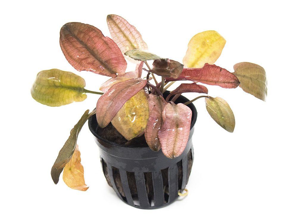 Cryptocoryne Pink Flamingo