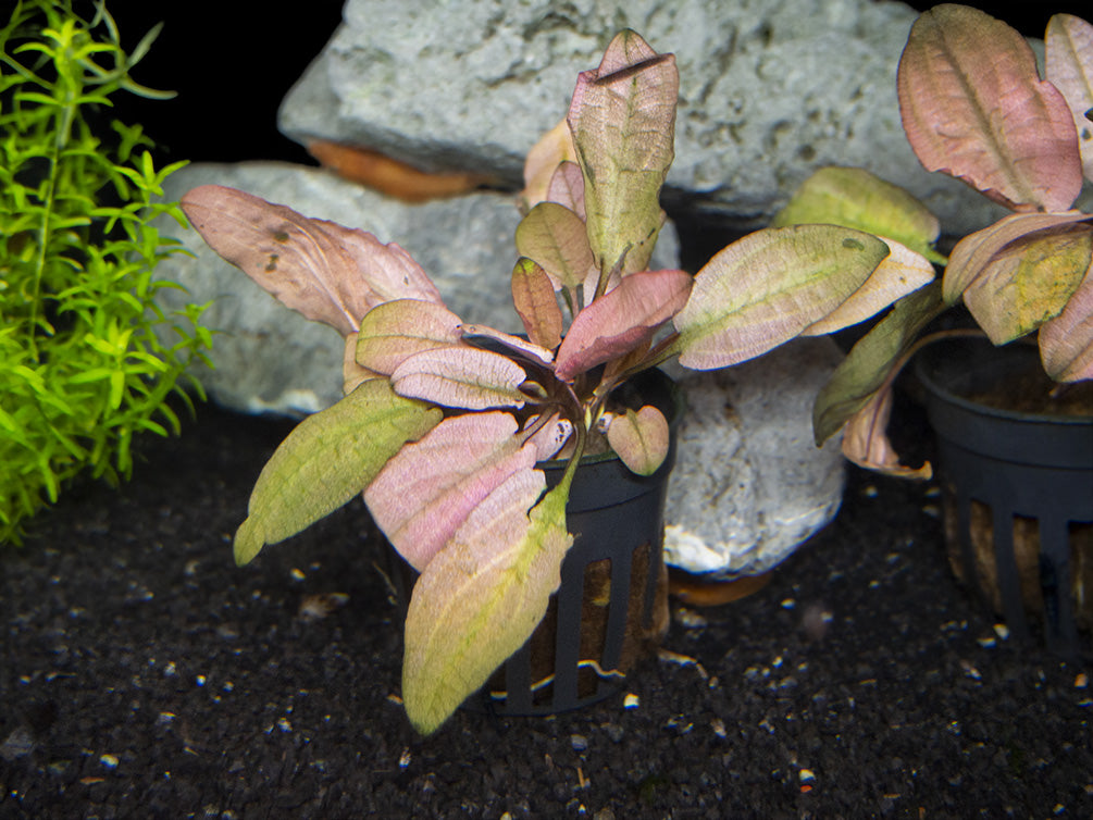 Cryptocoryne Pink Flamingo