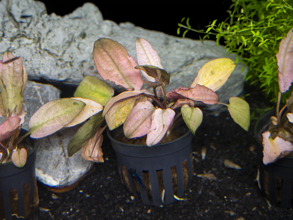 Cryptocoryne Pink Flamingo