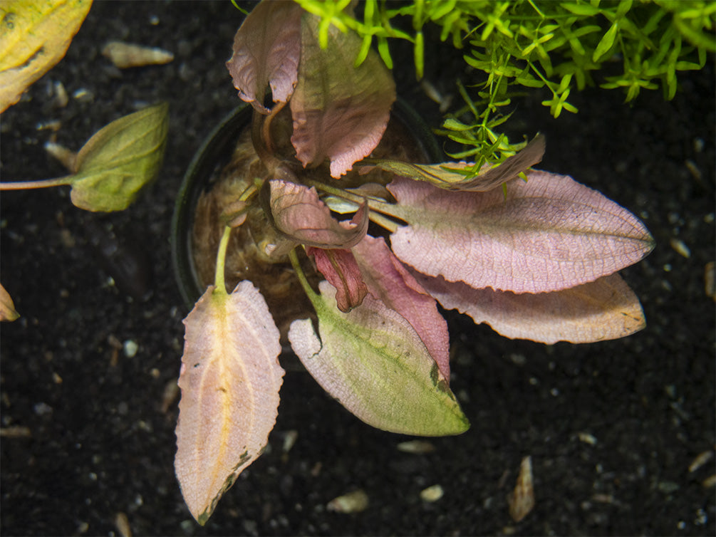 Cryptocoryne Pink Flamingo