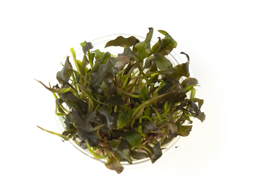 Cryptocoryne Mi Oya Tissue Culture Cup
