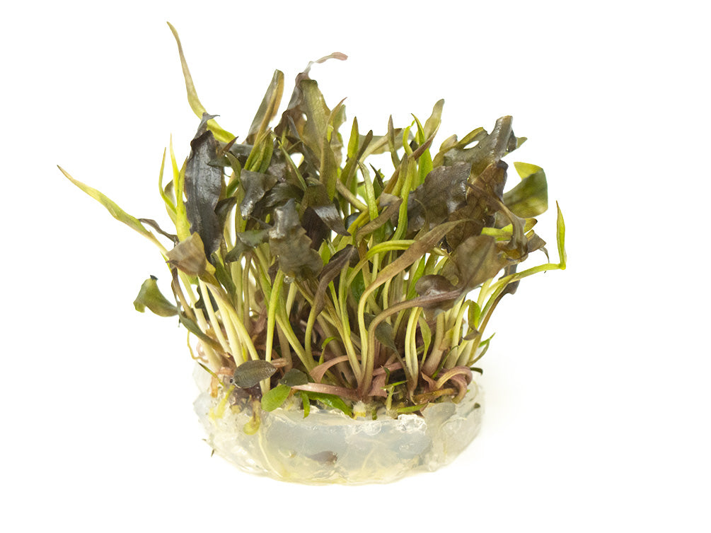 Cryptocoryne Mi Oya Tissue Culture Cup