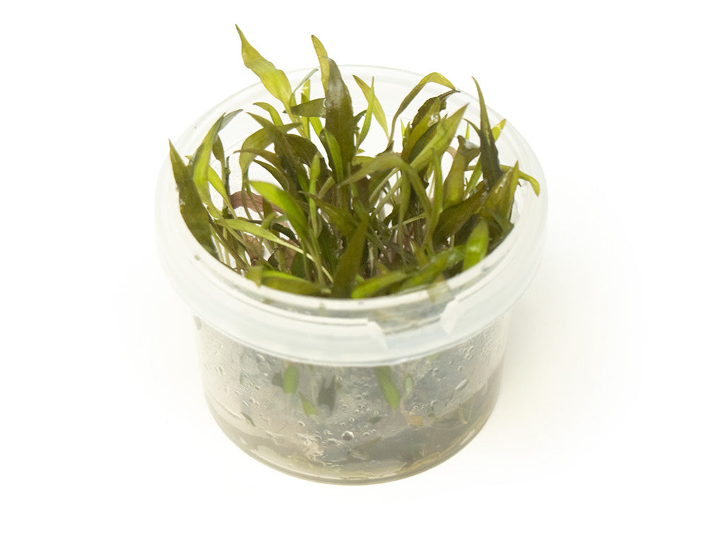 Red Cryptocoryne wendtii Tissue Culture