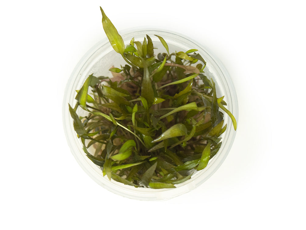 Red Cryptocoryne wendtii Tissue Culture