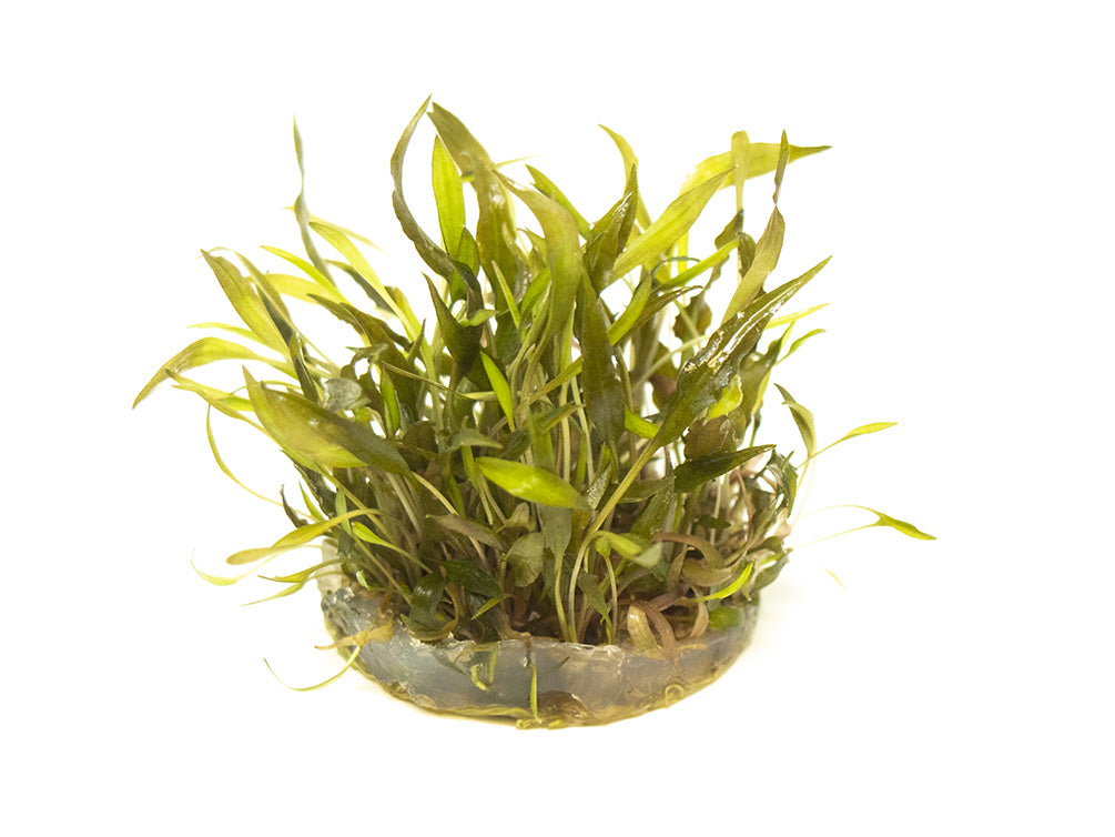 Red Cryptocoryne wendtii Tissue Culture