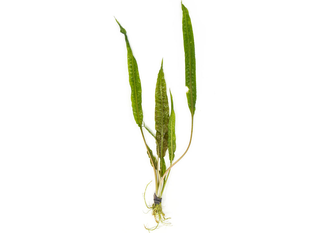 Cryptocoryne Balansae (Cryptocoryne crispatula "Balansae"), Bare Root