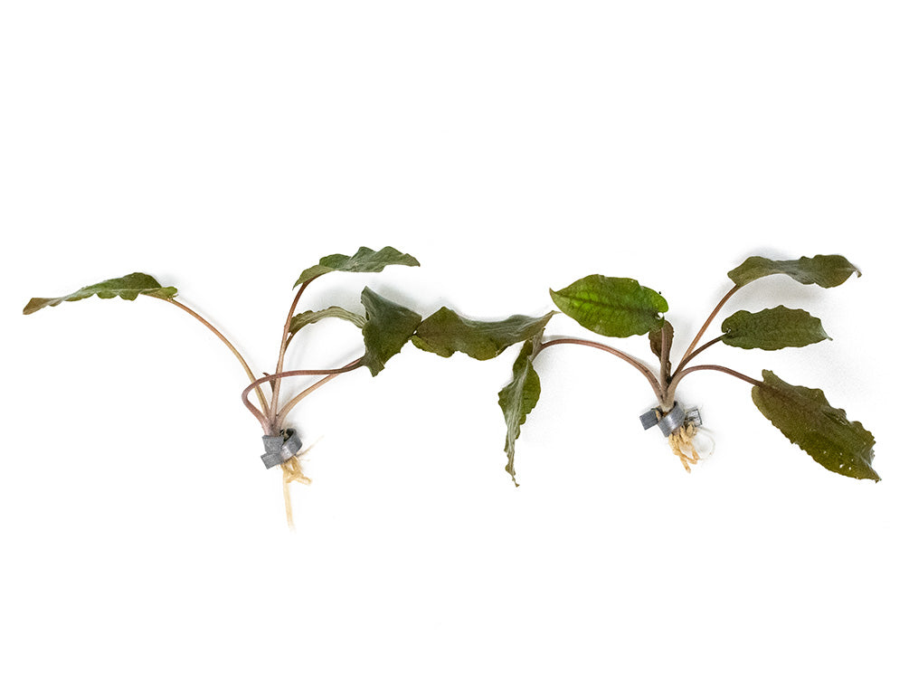Cryptocoryne Pink Flamingo