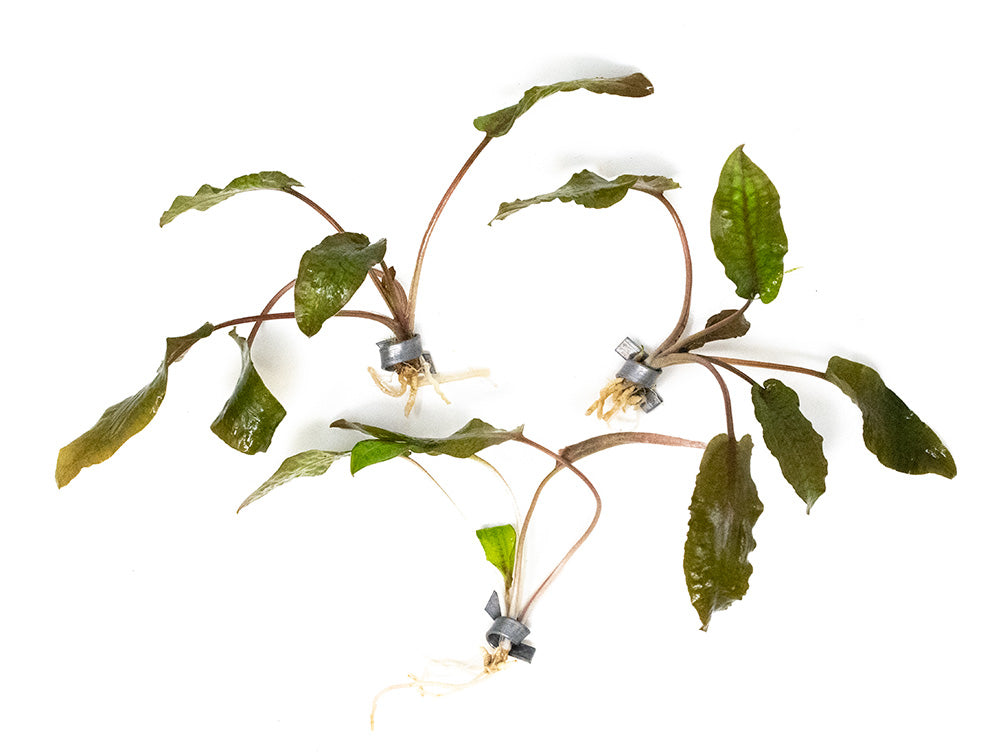 Cryptocoryne sp. "Flamingo" Tissue Culture - Thumbnail 4