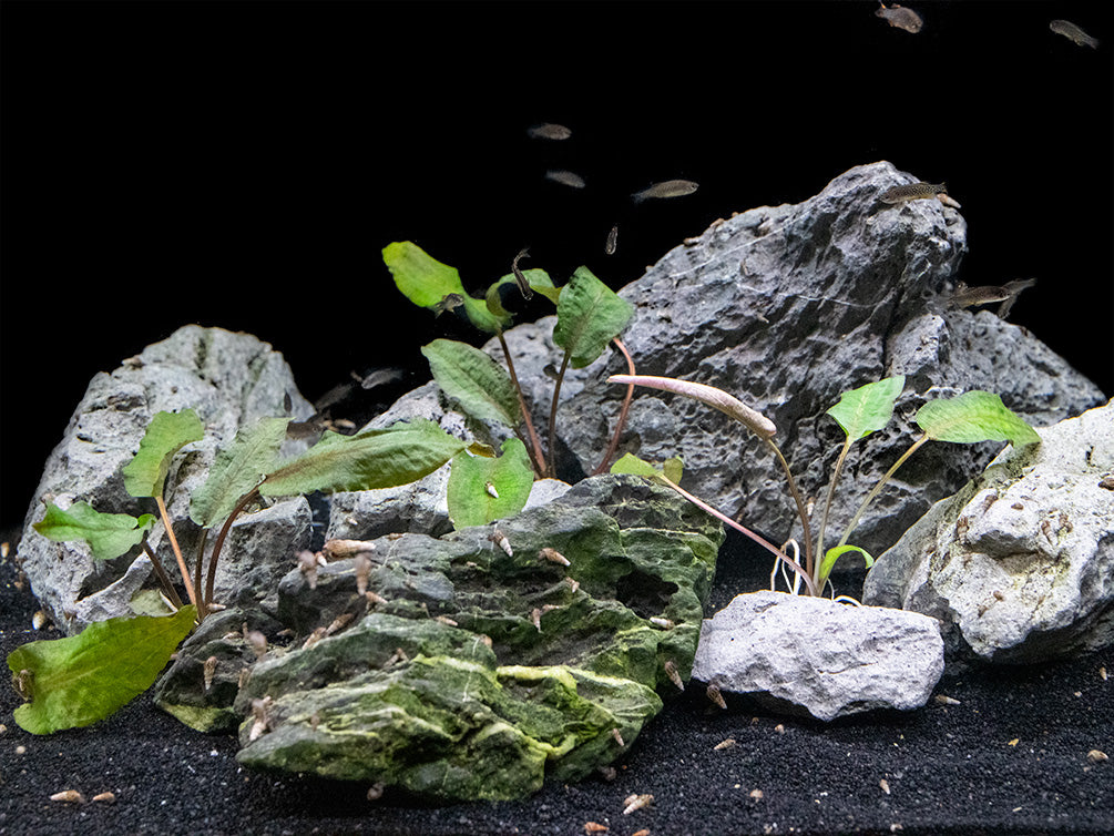 Cryptocoryne Pink Flamingo