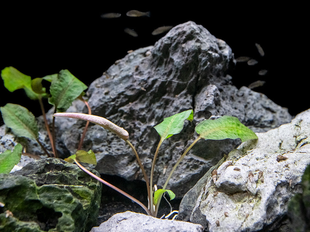 Cryptocoryne Pink Flamingo