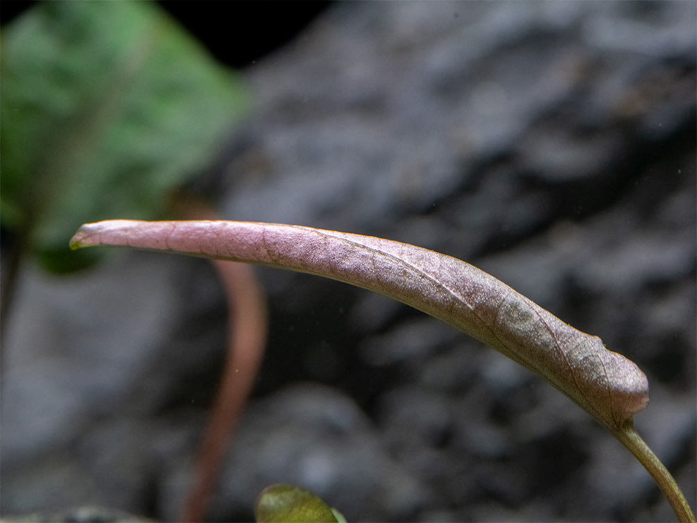 Cryptocoryne Pink Flamingo