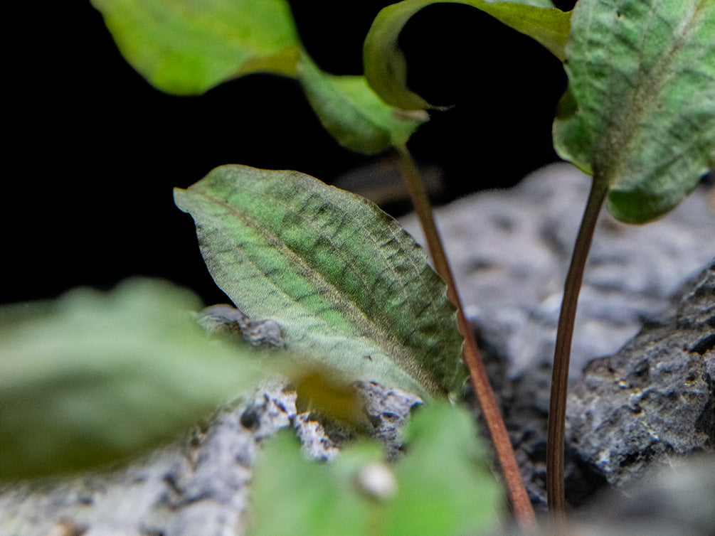 Cryptocoryne Pink Flamingo