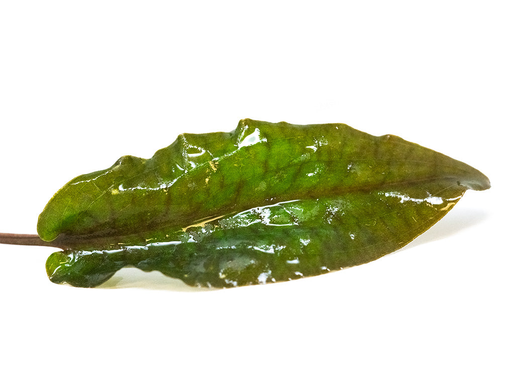 Cryptocoryne Pink Flamingo