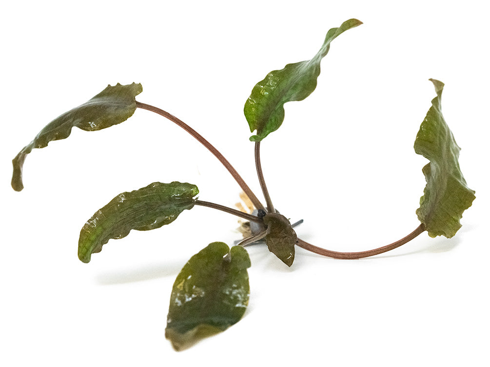 Cryptocoryne sp. "Flamingo" Tissue Culture - Thumbnail 5