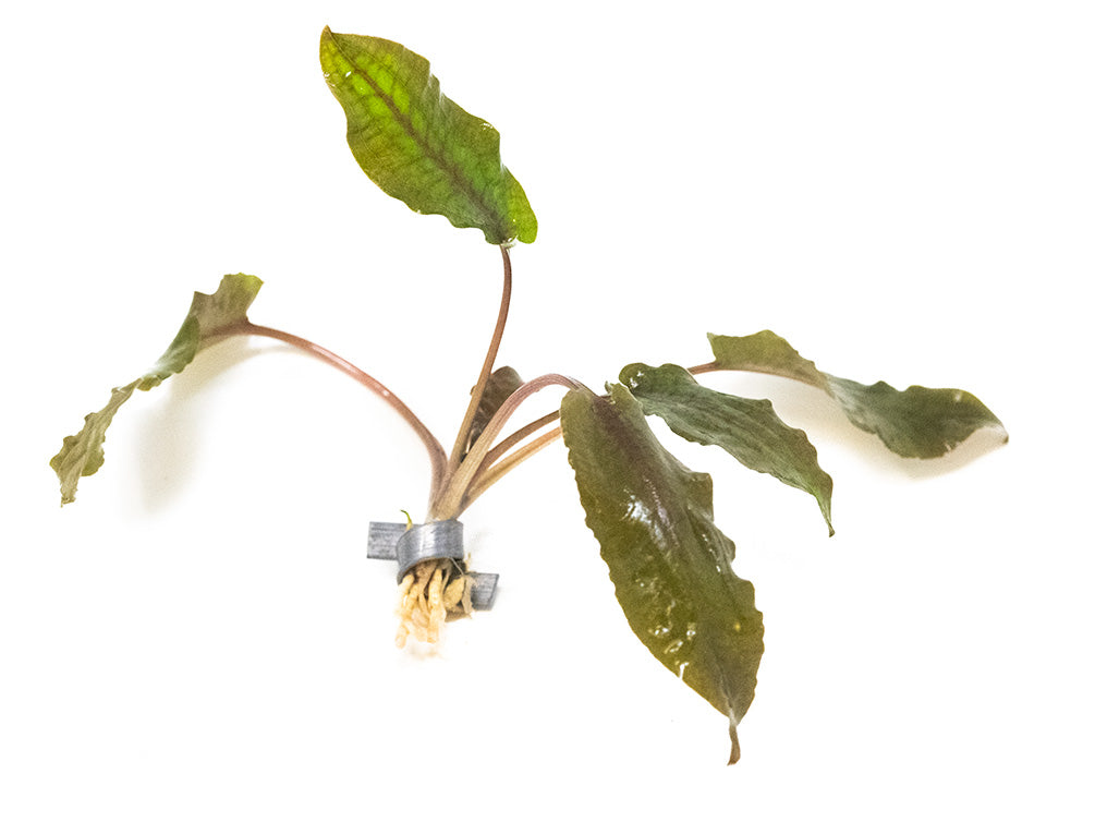 Cryptocoryne Pink Flamingo