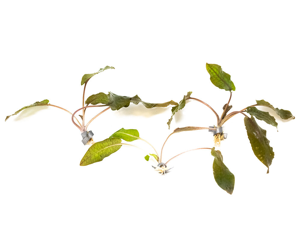 Cryptocoryne sp. "Flamingo"