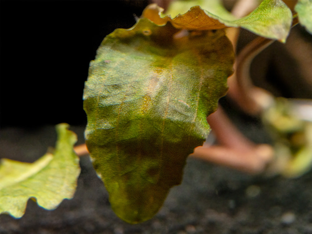 Bronze Cryptocoryne wendtii