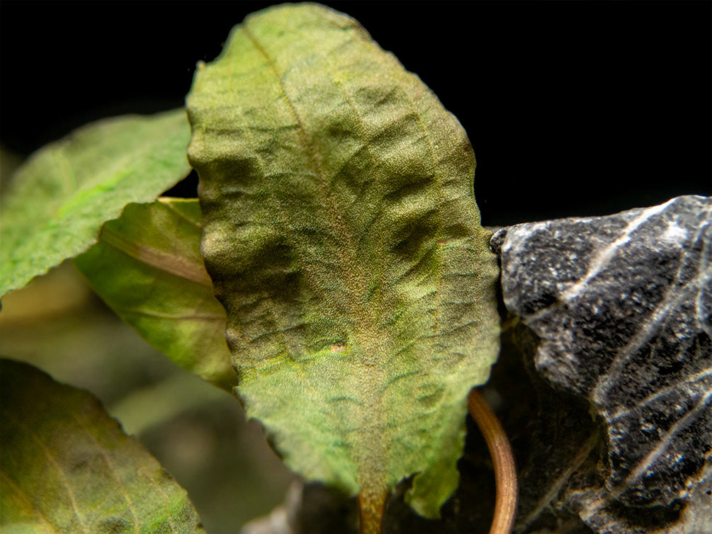 Bronze Cryptocoryne wendtii