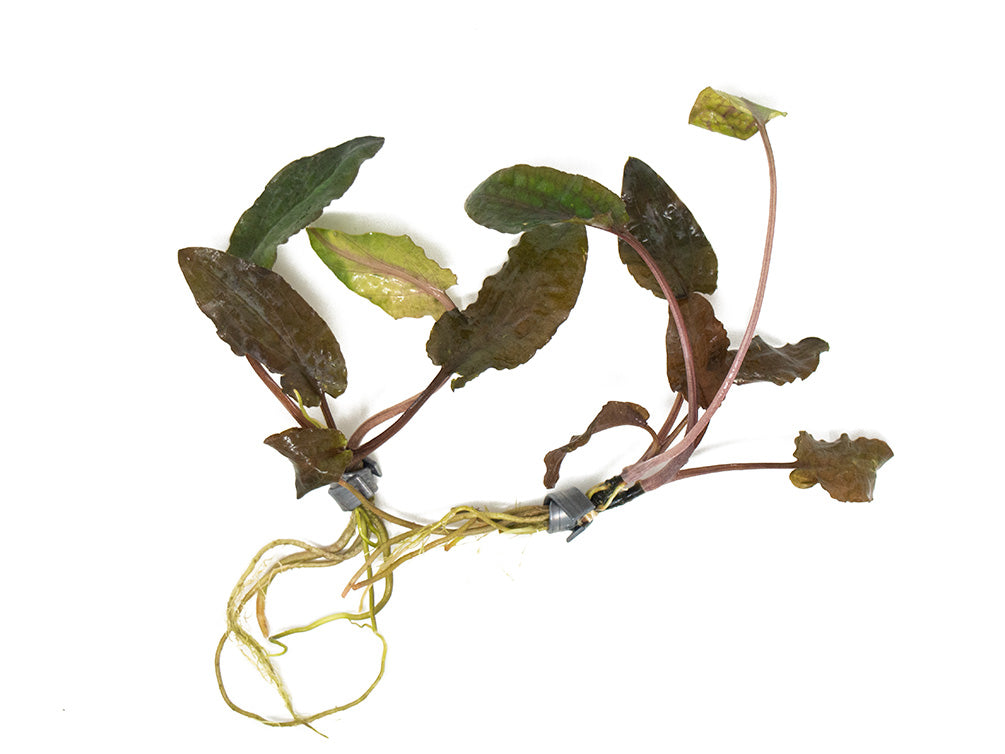 Bronze Cryptocoryne wendtii