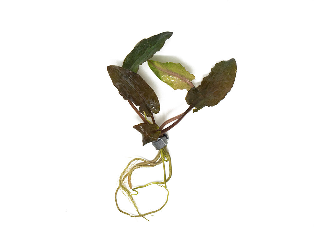 Bronze Cryptocoryne wendtii