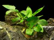 Green Cryptocoryne wendtii, bare root