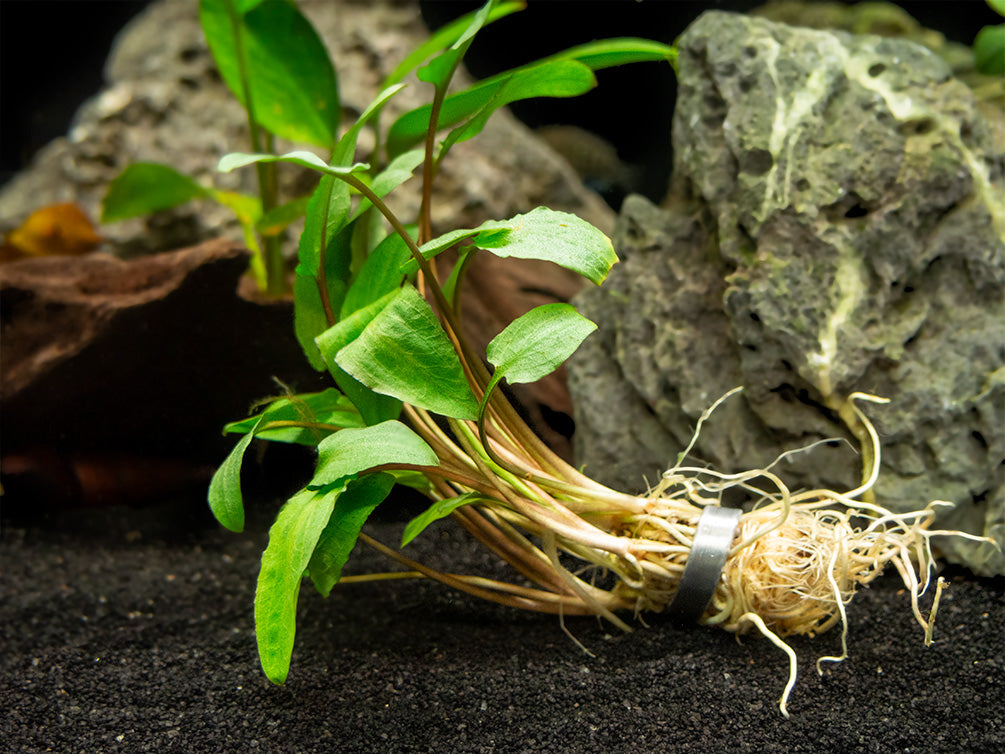 Green Cryptocoryne wendtii