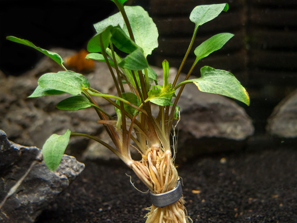 Green Cryptocoryne wendtii