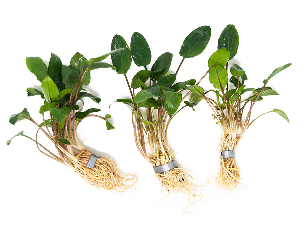 Green Cryptocoryne wendtii
