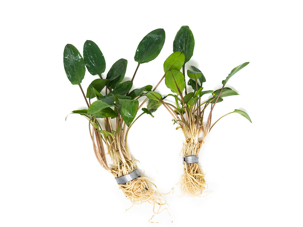 Green Cryptocoryne wendtii