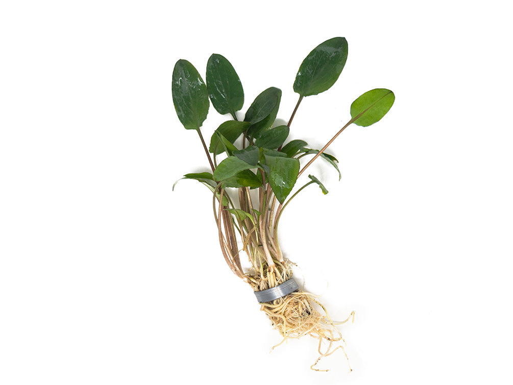 Green Cryptocoryne wendtii