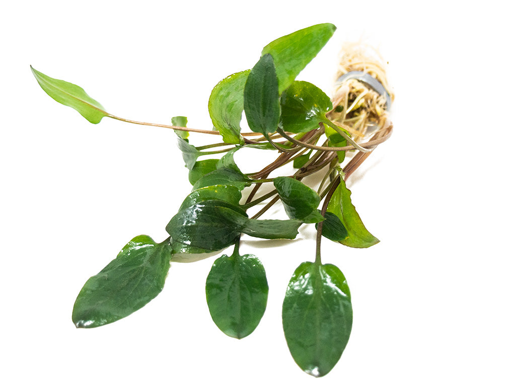 Green Cryptocoryne wendtii