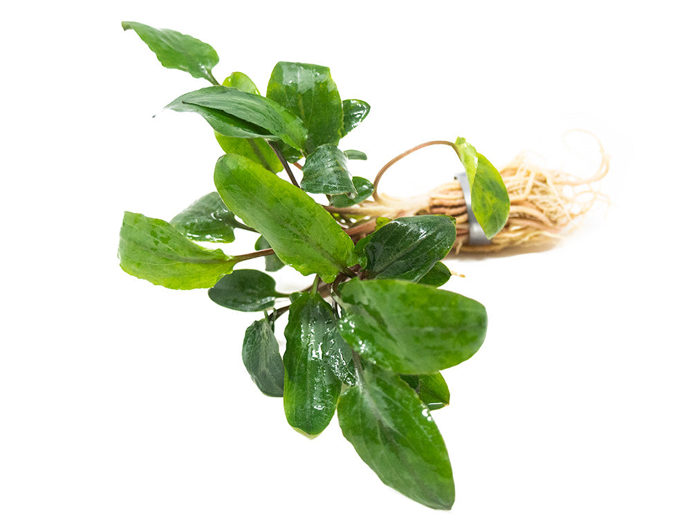 Green Cryptocoryne wendtii