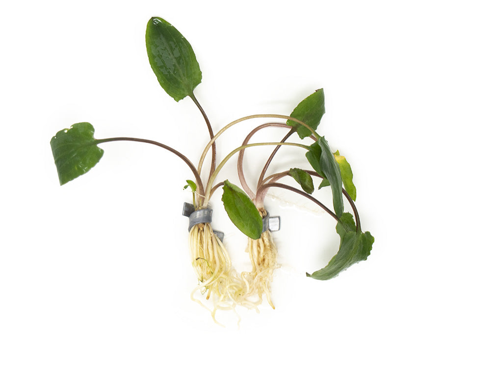 Green Cryptocoryne wendtii