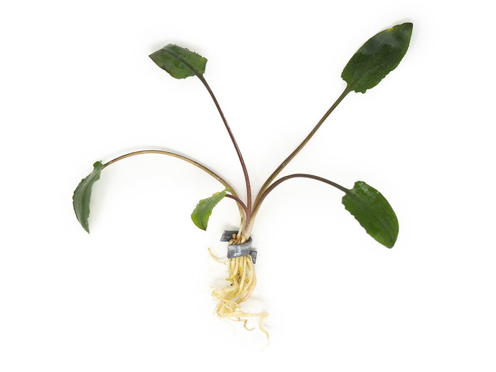 Green Cryptocoryne wendtii
