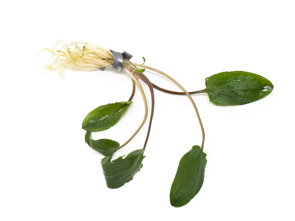Green Cryptocoryne wendtii