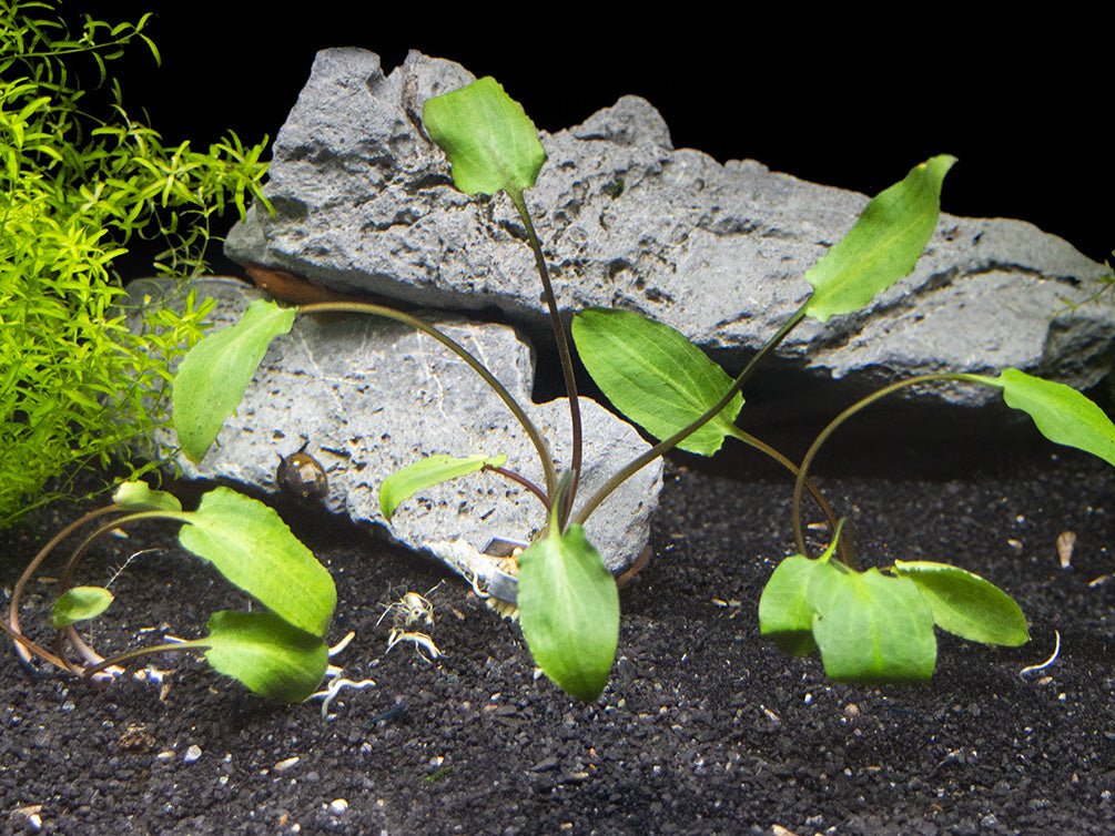 Green Cryptocoryne wendtii